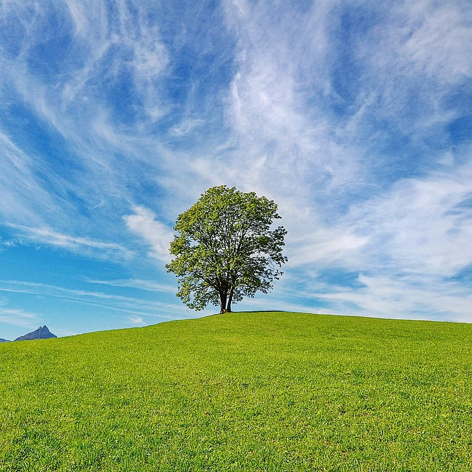Einzelner Baum auf einer grünen Wiese unter blauem Himmel